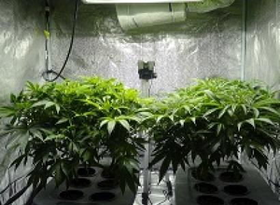 Two very large marijuana plants in pots under a grow light
