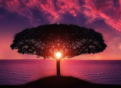 Pink and purple sky at sunset with a black silhouette of a tree with beautiful spread of intricate branches in a mushroom shape against a body of water
