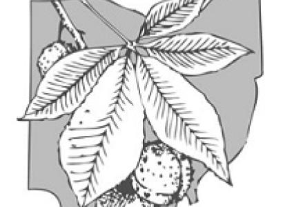 Drawing of a buckeye leaf and nut on top of the state of Ohio