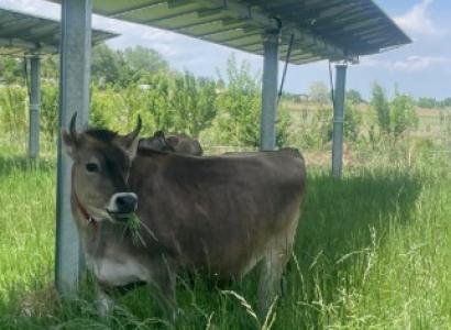 Cow under a solar panel