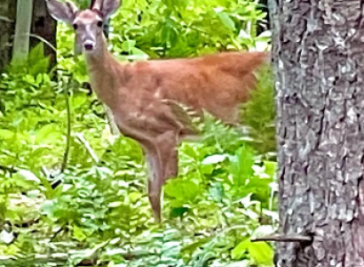 Deer in the woods