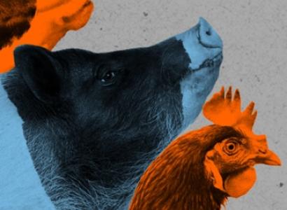 Cows and chicken