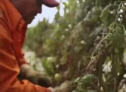 Farmworker picking tomatoes