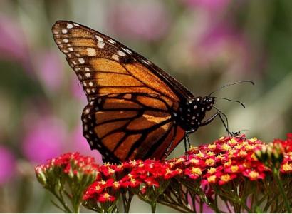 Monarch butterfly