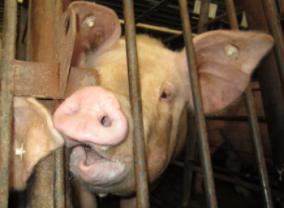 Pig in a cage