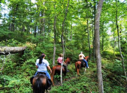 Horseback riders in the woods