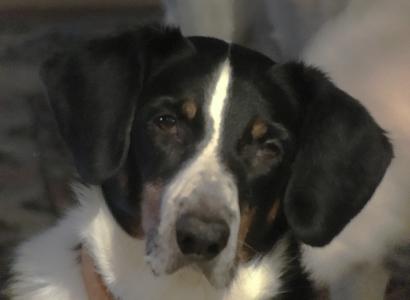 Black and white dog's face