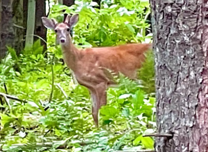 Deer in forest