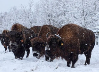 Bison