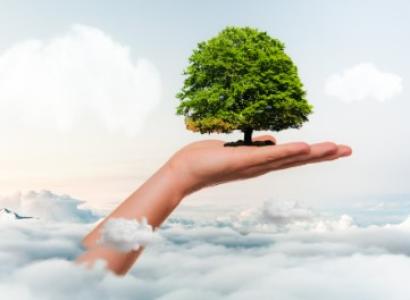 A hand holding a small tree