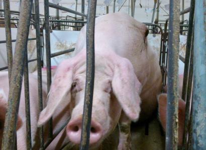 Pig in a cage