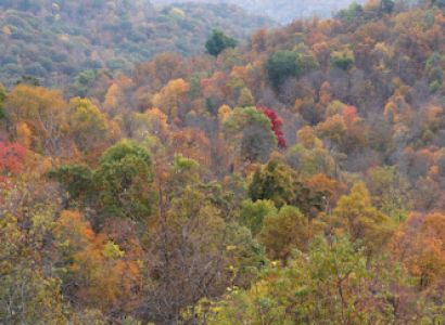 Hills and trees with leaves turning fall colors
