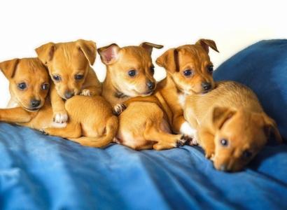 Chihuahua puppies