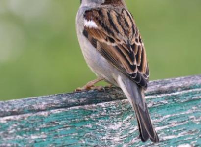 Sparrow
