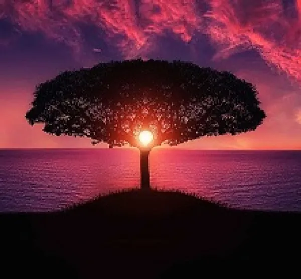Pink and purple sky at sunset with a black silhouette of a tree with beautiful spread of intricate branches in a mushroom shape against a body of water
