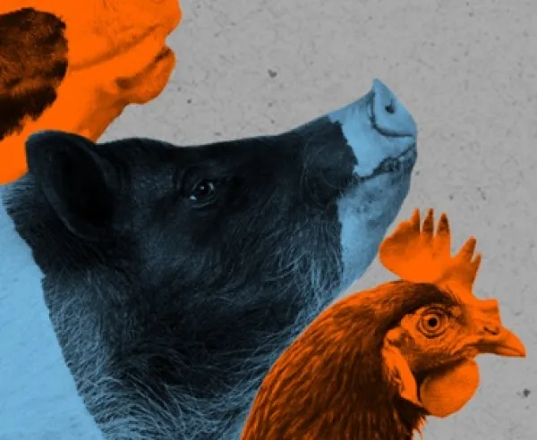 Cows and chicken