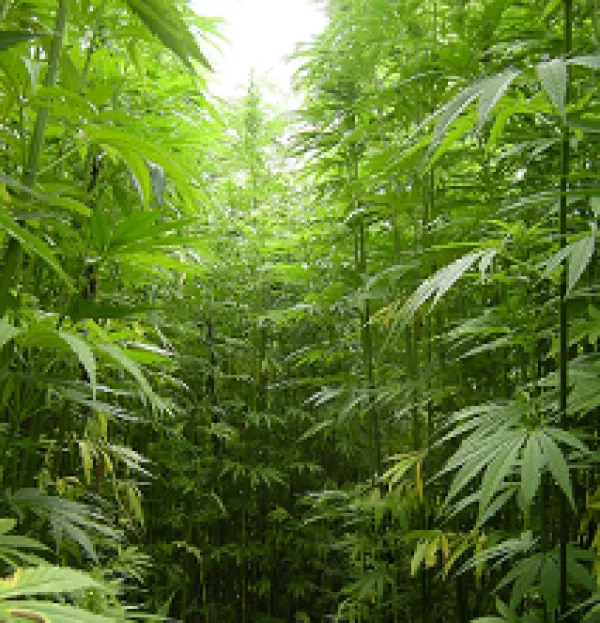 Tall green plants that look like trees with leaves with five points