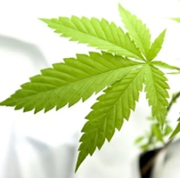 Green marijuana leaf