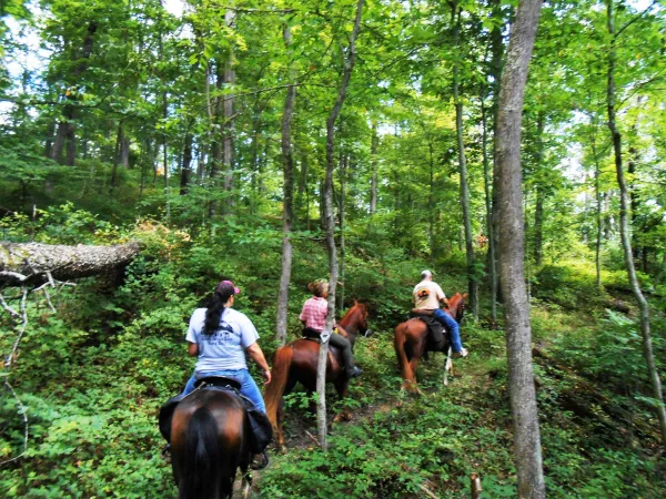 Horseback riders in the woods