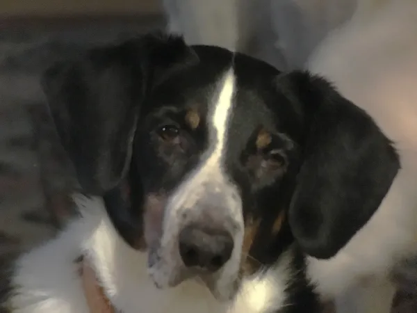 Black and white dog's face