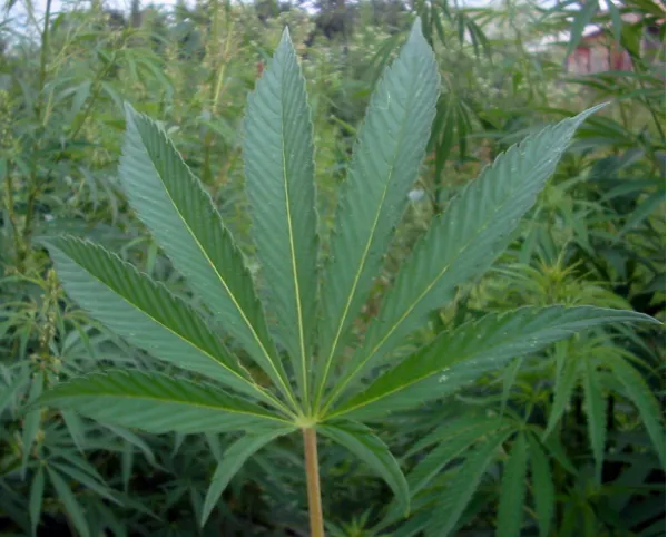 Marijuana leaf
