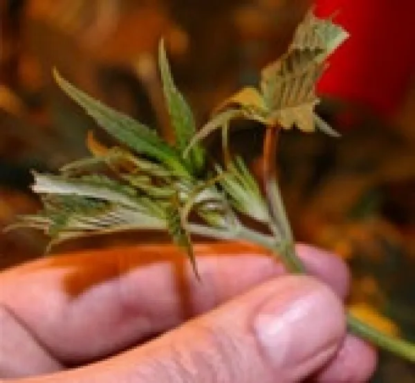 Hand holding marijuana plant